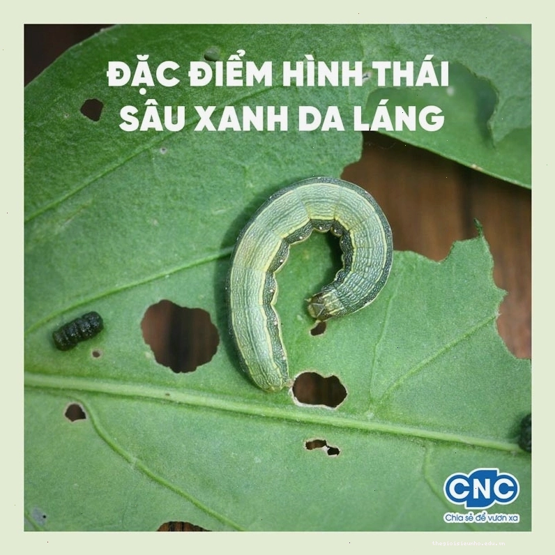 Đặc điểm hình thái sâu xanh da láng