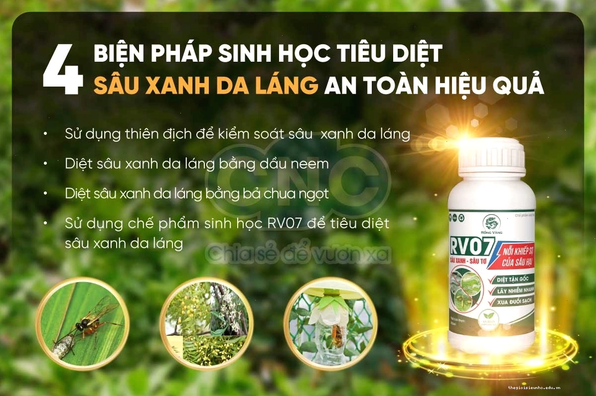 Diệt sâu xanh bằng biện pháp sinh học an toàn