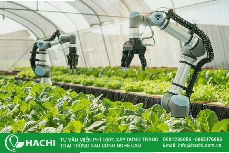 Hachi ứng dụng công nghệ thông minh vào mô hình trồng rau thủy canh