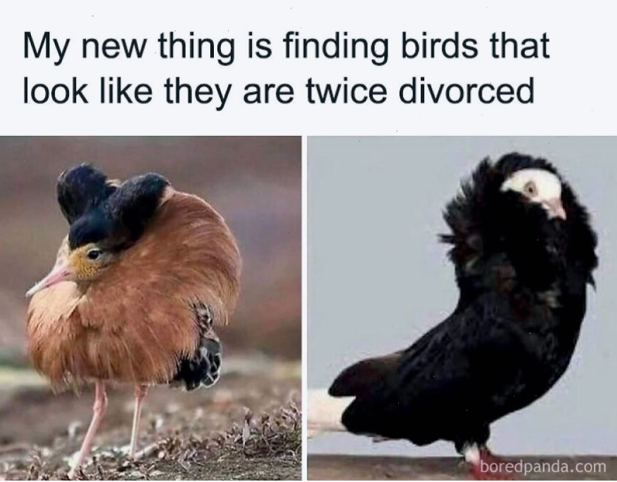 Hai chú chim có hoa văn lông độc đáo, animal meme