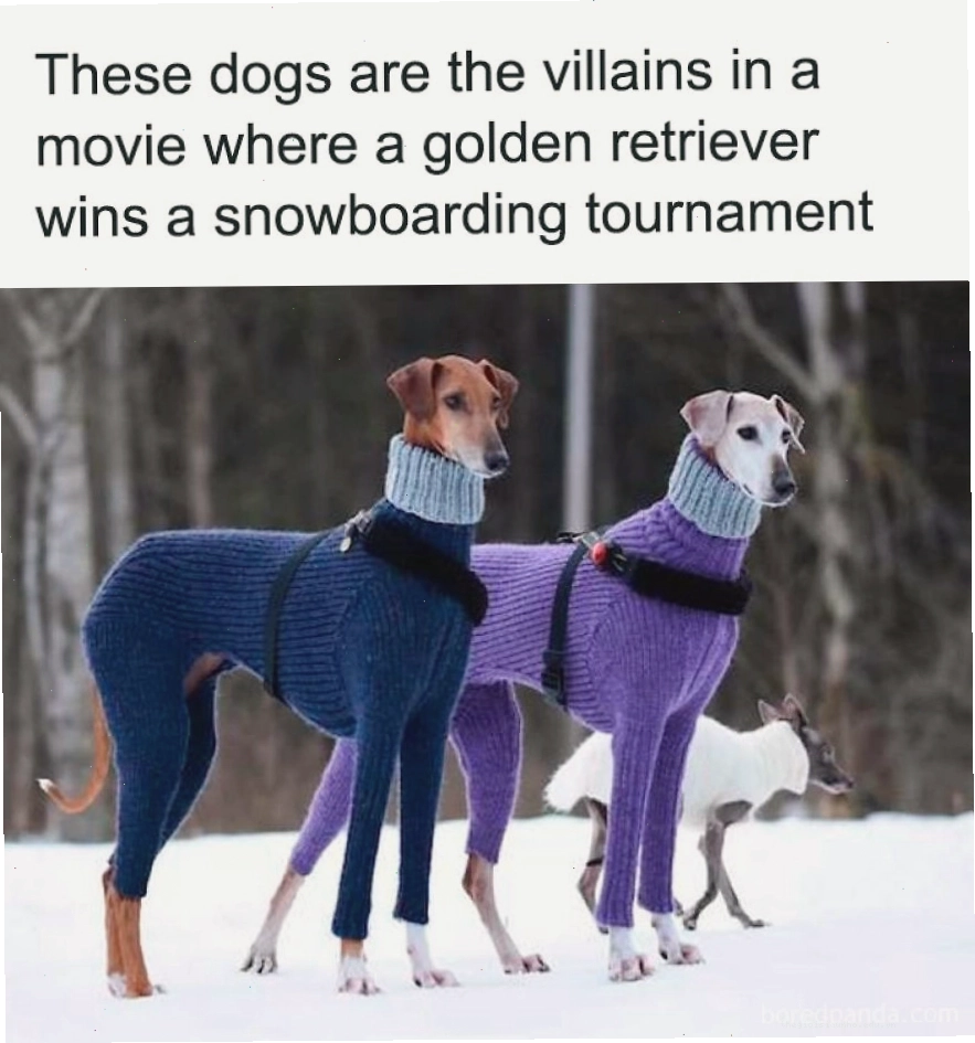 Hai chú chó mặc áo len sặc sỡ, animal meme