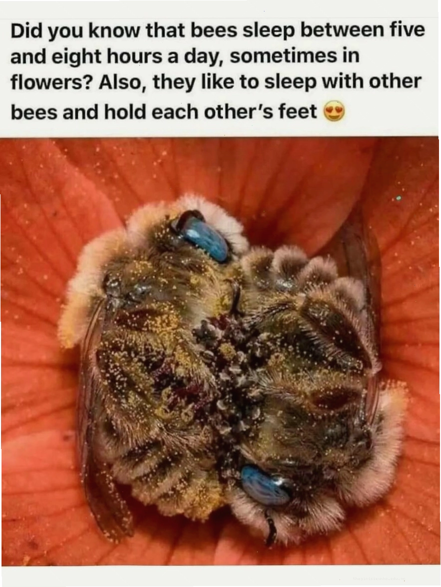 Hai con ong ngủ trong hoa, animal meme thiên nhiên