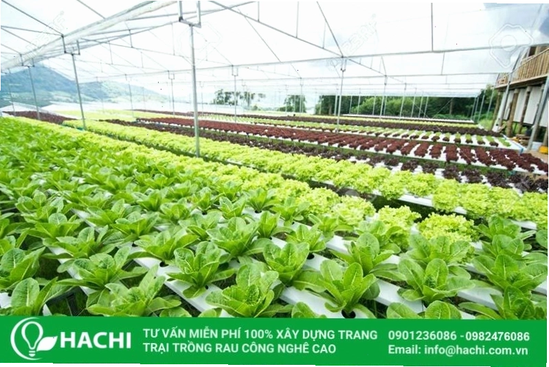 Hệ thống tưới tự động trong nhà kính