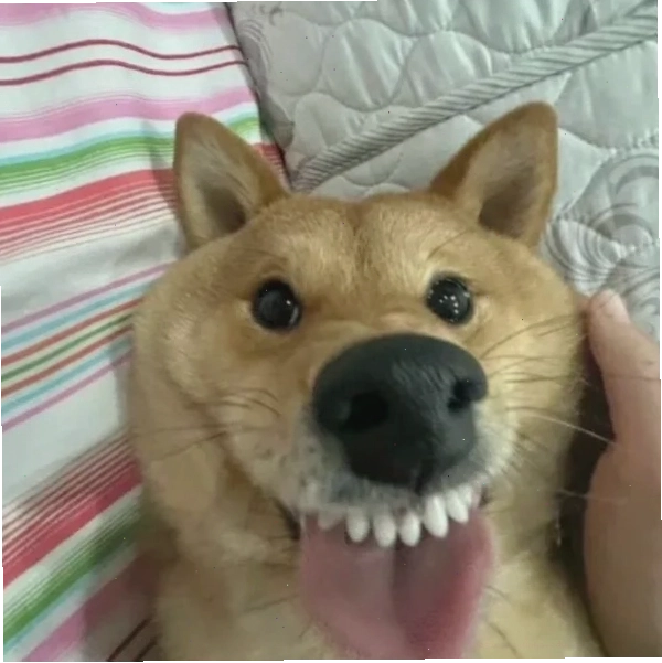 Hihi meme động vật
