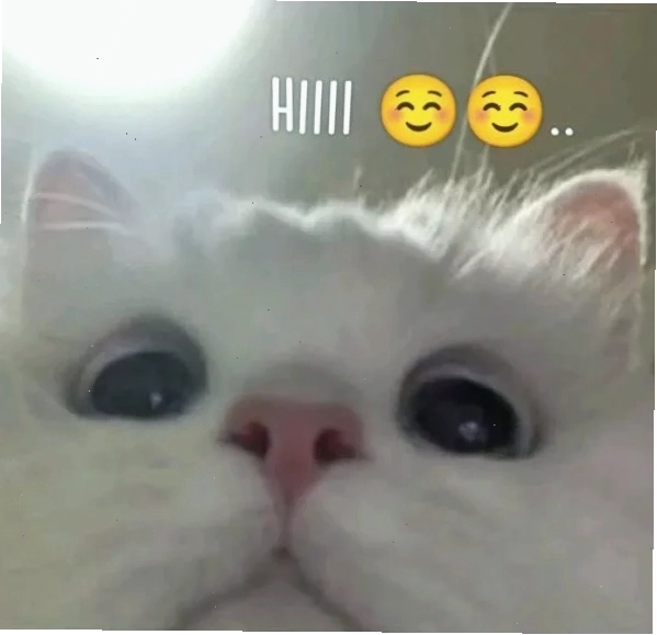 Hihi meme vui nhộn