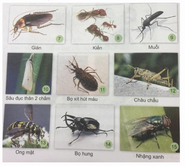 Hình ảnh minh họa các loại côn trùng phổ biến