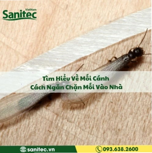 Hình ảnh mối có cánh