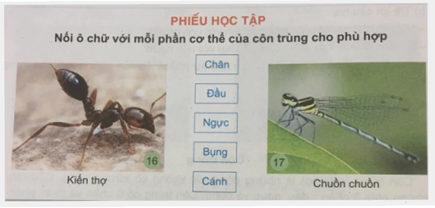 Hình ảnh một số loài bọ cánh cứng