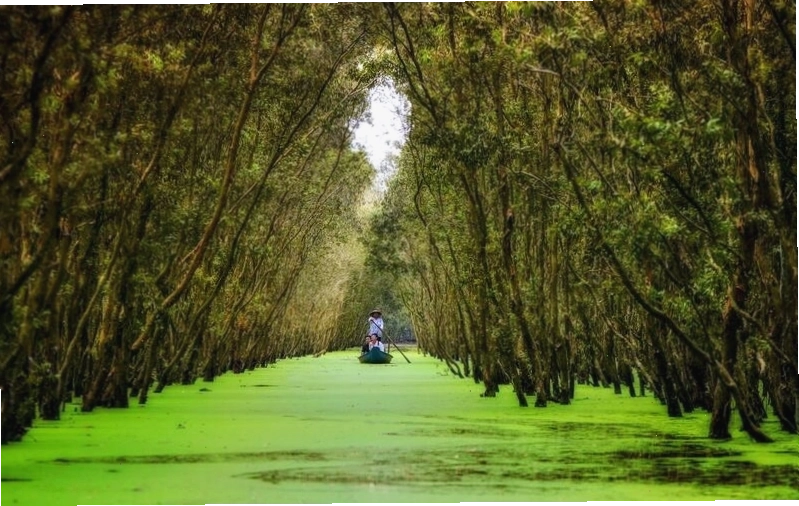 Hồ Soài So An Giang với cảnh quan xanh mát