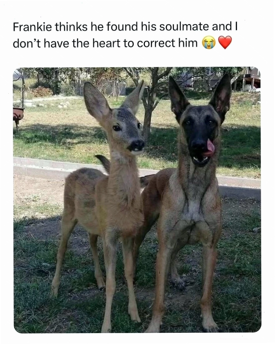 Hươu và chó đứng cạnh nhau, animal meme về tình bạn