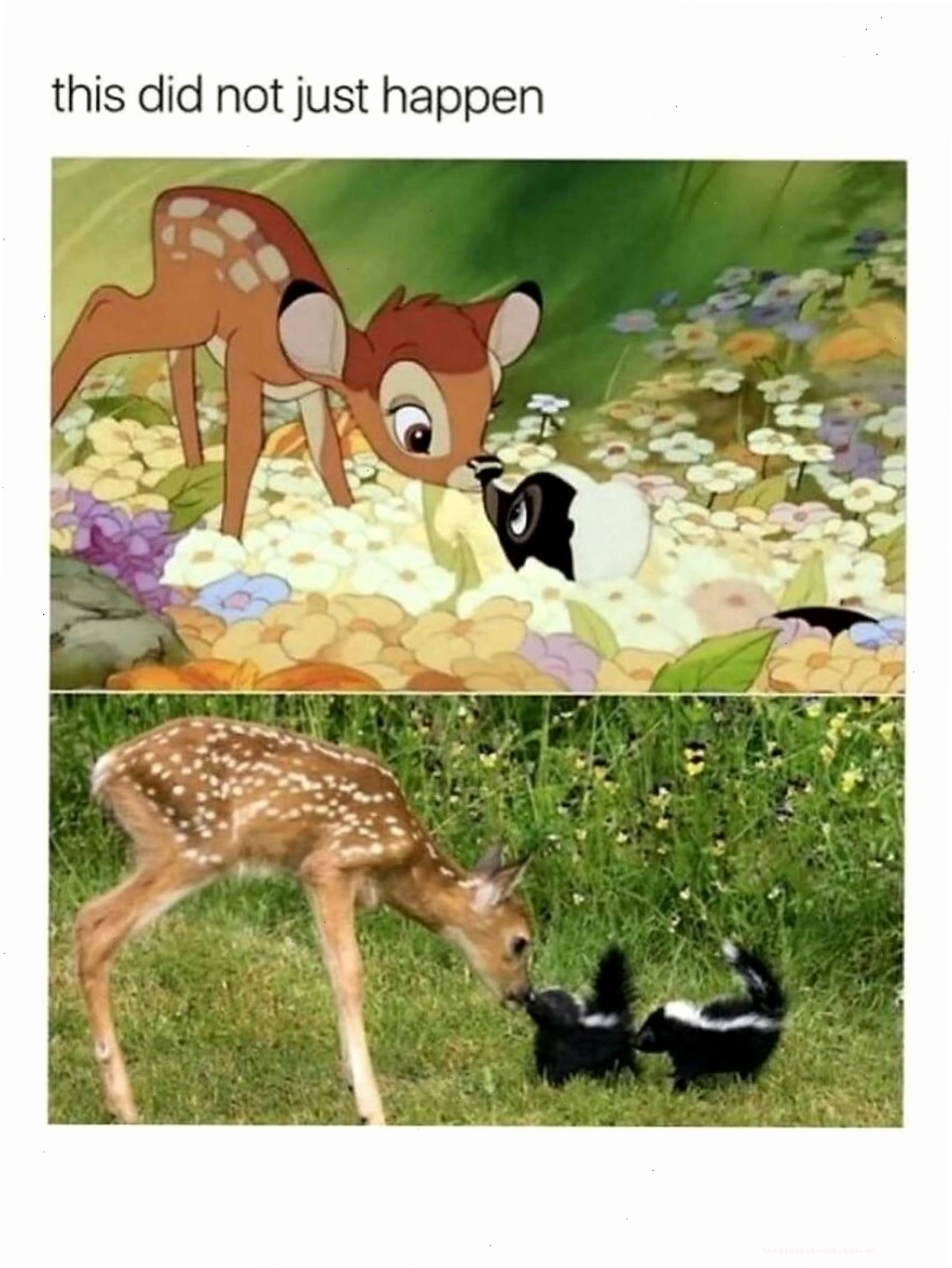 Hươu và chồn hôi chạm mũi nhau, animal meme hài hước