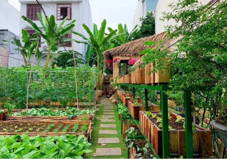 Khu vườn rau trên sân thượng với các thùng trồng rau và giàn leo