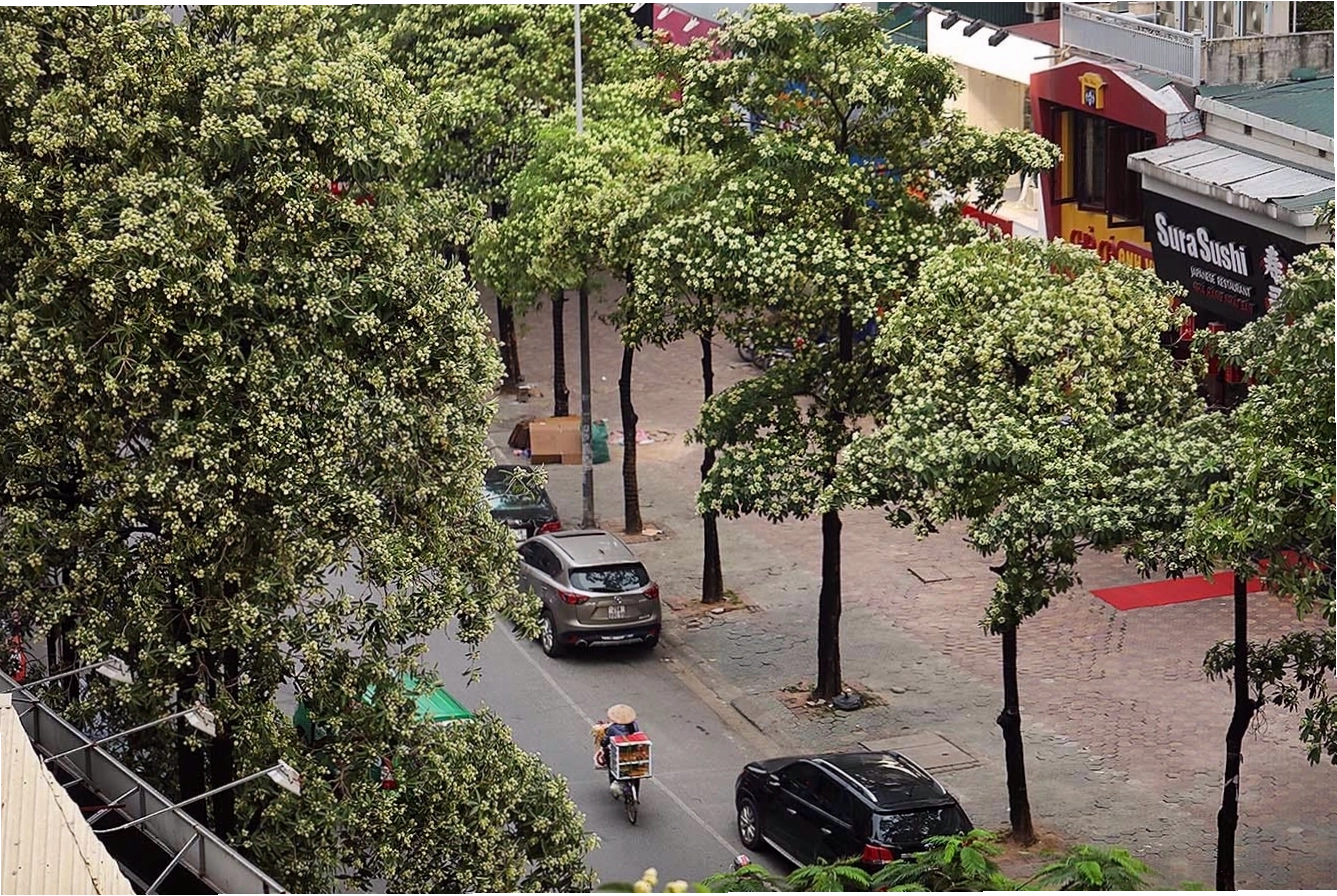 Khung cảnh mùa thu Hà Nội với những hàng cây hoa sữa cổ thụ