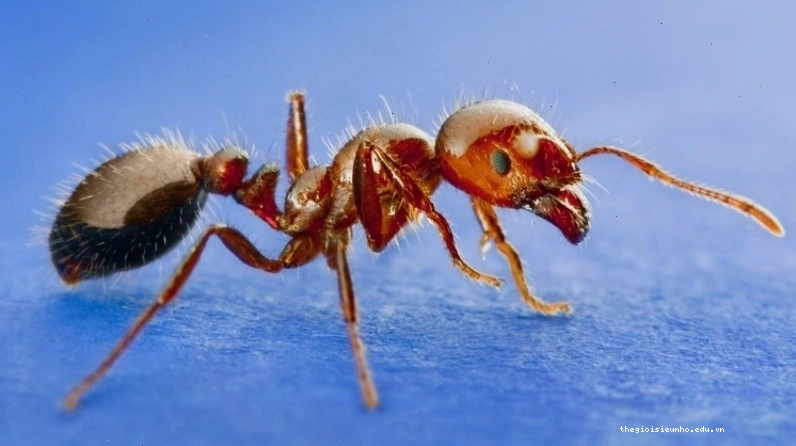 Kiến lửa có thể gây phản ứng nguy hiểm khi đốt