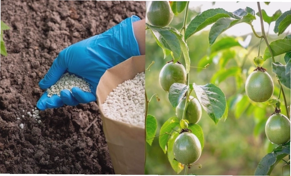 Kỹ thuật bón phân cho chanh dây theo từng giai đoạn phát triển
