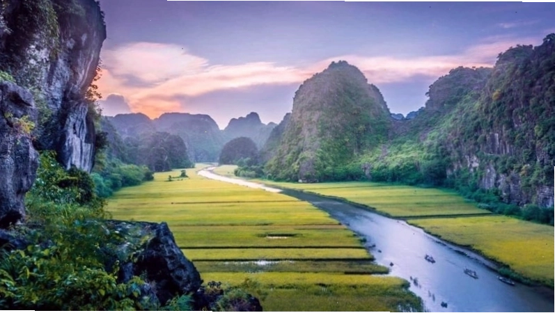Mẫu tranh in về phong cảnh cánh đồng lúa chín vàng rực