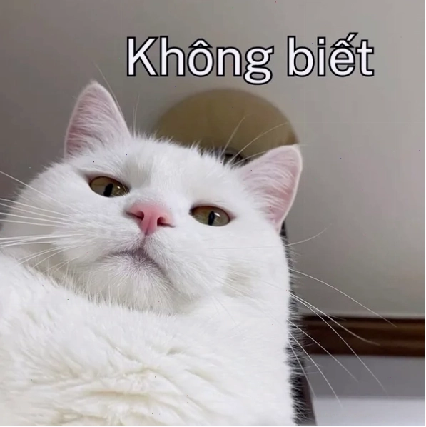Meme ai biết gì đâu mèo trắng mặt vênh váo lạnh lùng