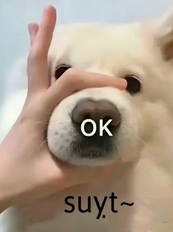 Meme bịt miệng chó với ánh mắt 
