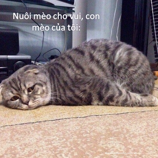 Meme bùn hài hước với tình huống tréo ngoe