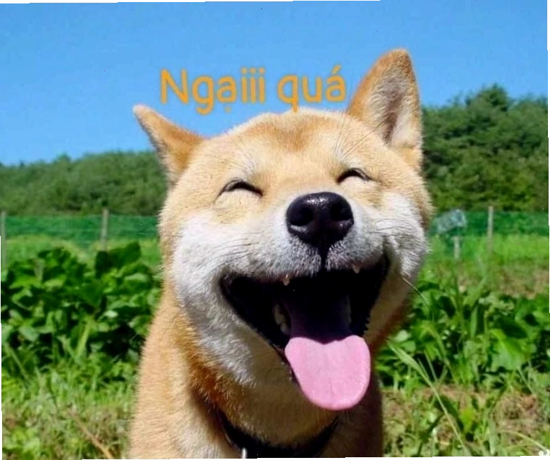 Meme chú chó biểu cảm ngại ngùng
