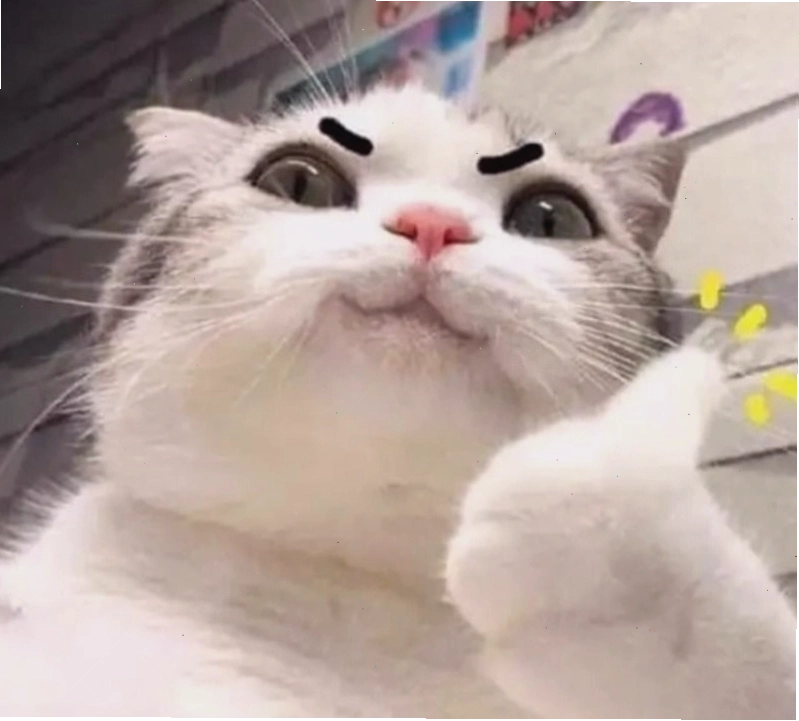 Meme cố lên hình ảnh đàn mèo đáng yêu
