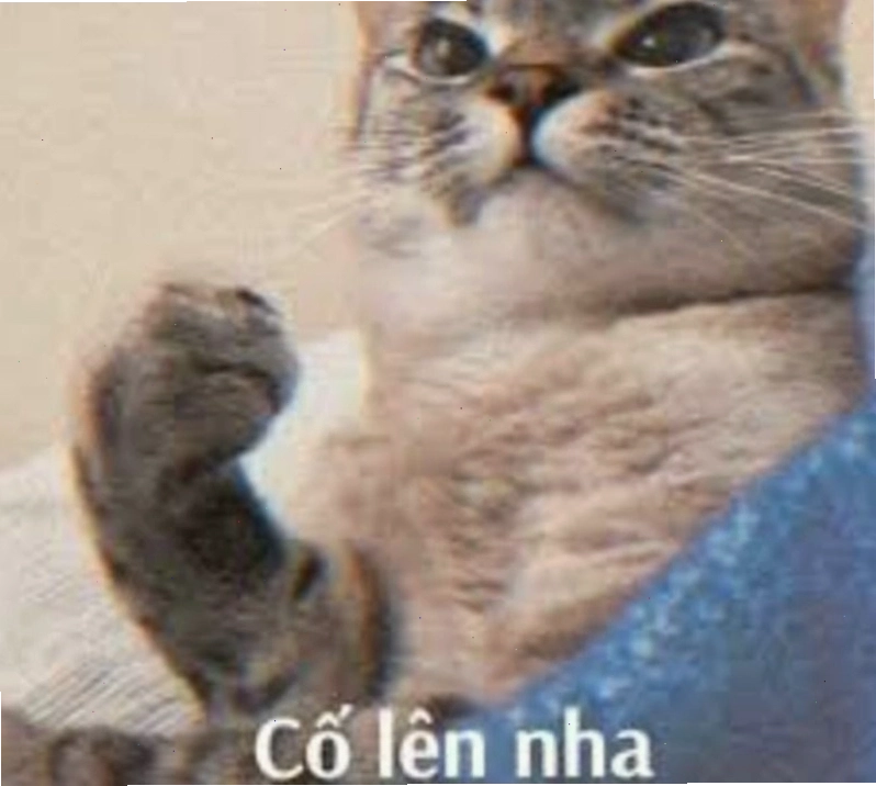 Meme cố lên hình ảnh mèo con thể hiện sự quyết tâm