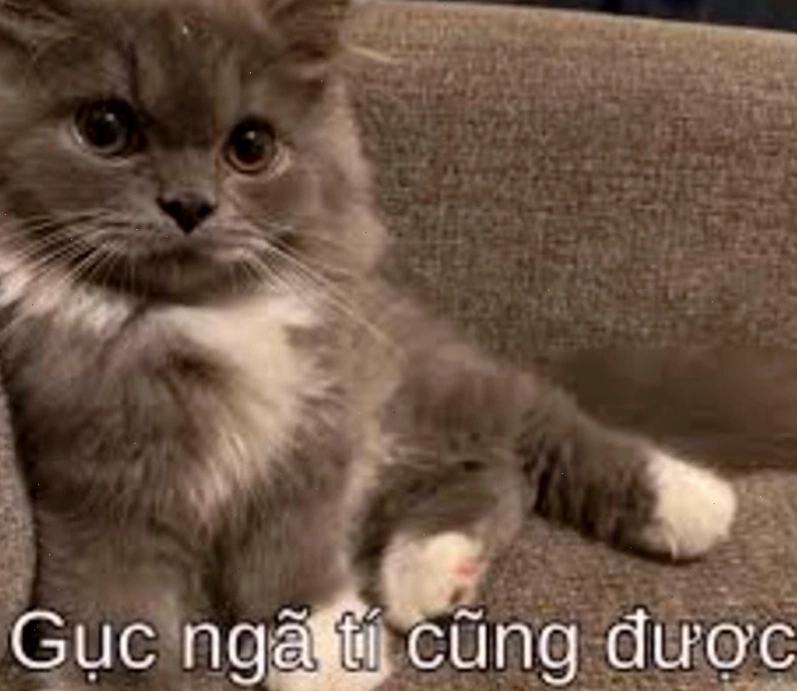 Meme cố lên với chú mèo biểu cảm hài hước
