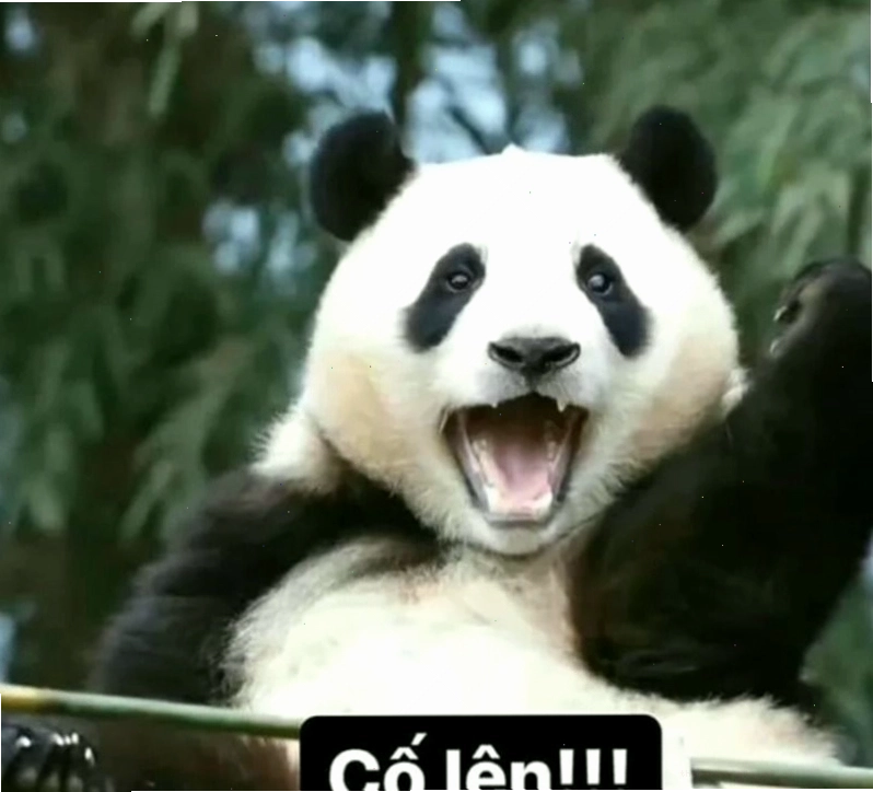 Meme cố lên với gấu trúc biểu cảm ngộ nghĩnh