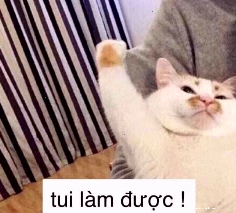 Meme cố lên với hình ảnh chú mèo đáng yêu
