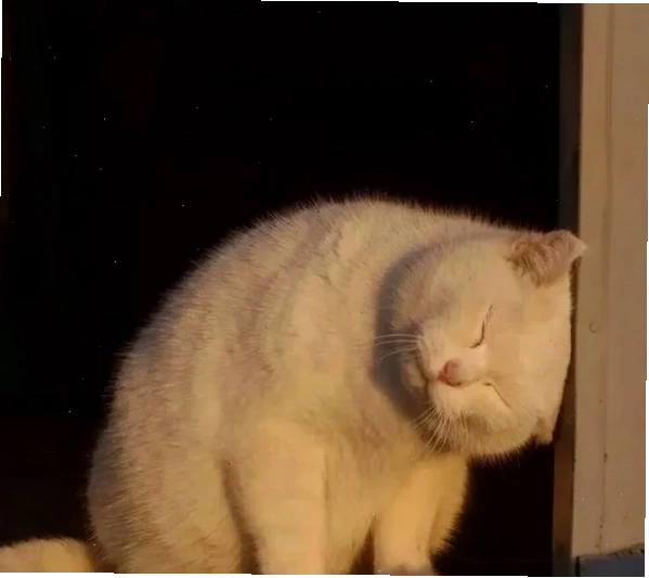 Meme đau đầu với nhân vật đang suy sụp