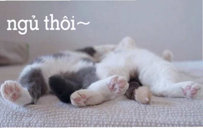 Meme dễ thương với hình ảnh thỏ con đang ngủ