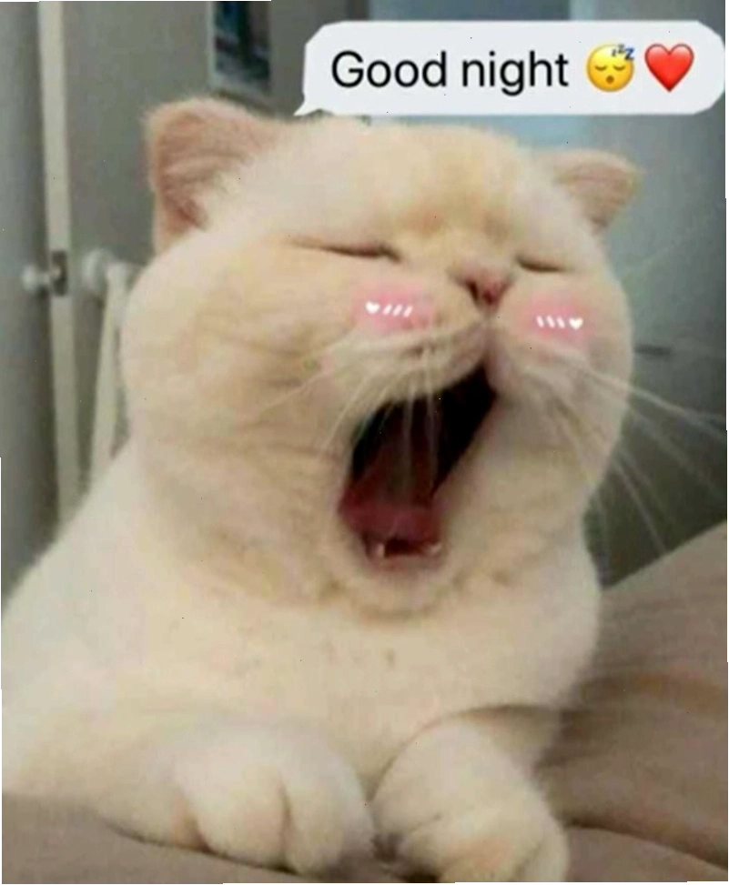 Meme dễ thương với nhân vật hoạt hình chúc ngủ ngon