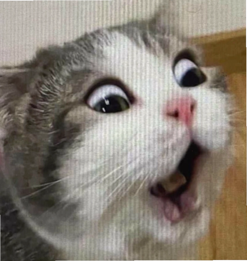Meme động vật biểu cảm đáng yêu