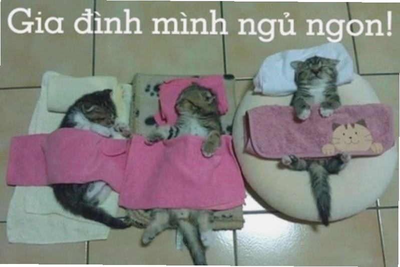 Meme động vật dễ thương chúc ngủ ngon