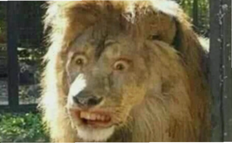 Meme động vật ngộ nghĩnh