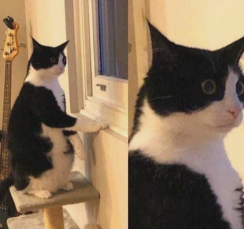 Meme động vật với biểu cảm khó đỡ