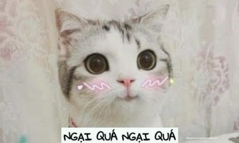 Meme động vật với biểu cảm ngại ngùng dễ thương