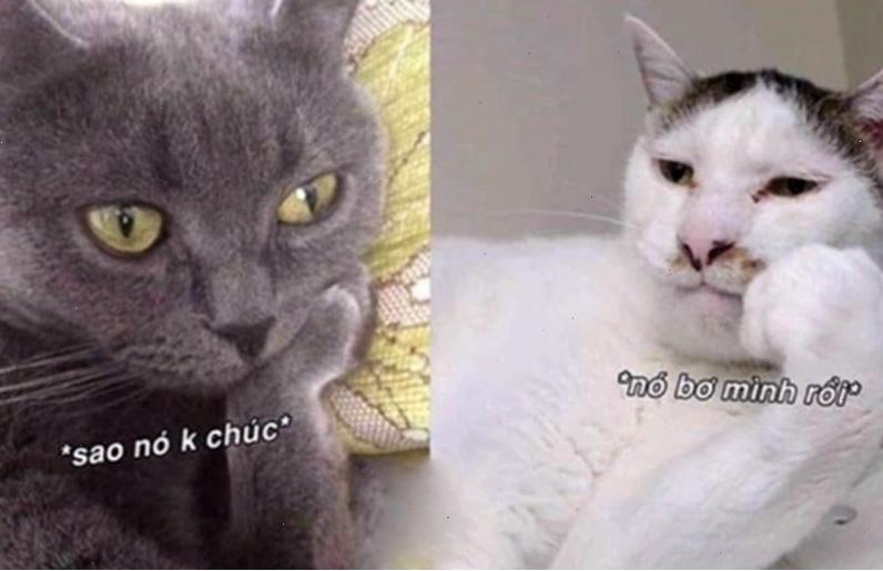 Meme động vật với hình ảnh mèo dễ thương chúc ngủ ngon