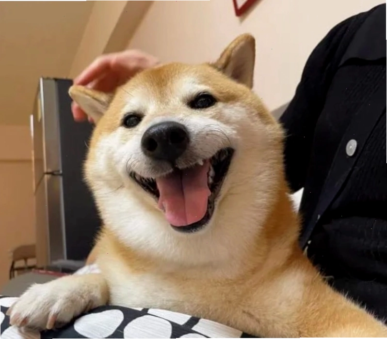 Meme hài hước về chú chó