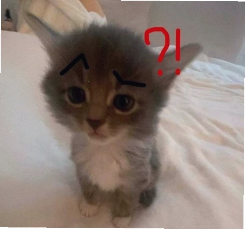 Meme hỏi chấm hình mèo dễ thương và hài hước