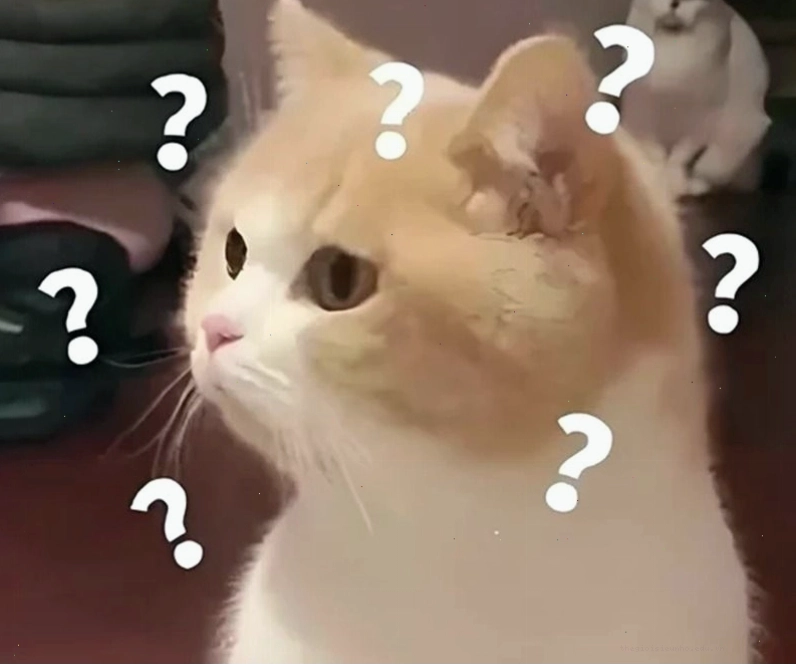 Meme hỏi chấm hình mèo dễ thương và ngộ nghĩnh