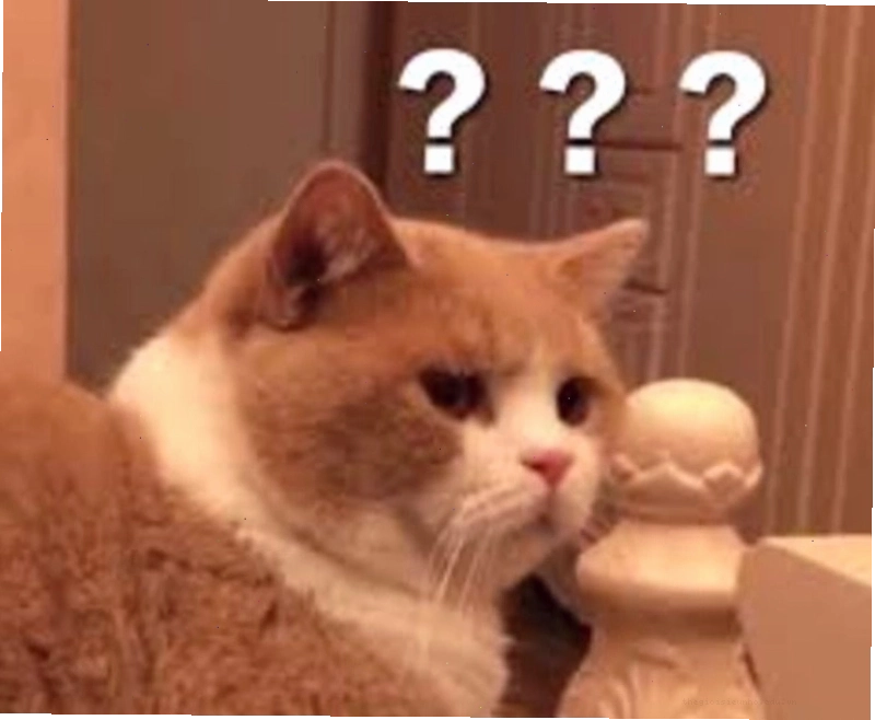 Meme hỏi chấm hình mèo hài hước