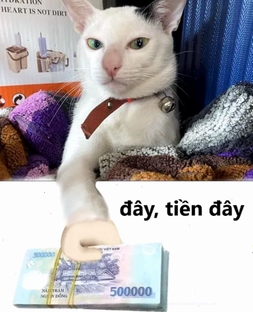 Meme mèo đưa tiền 500k
