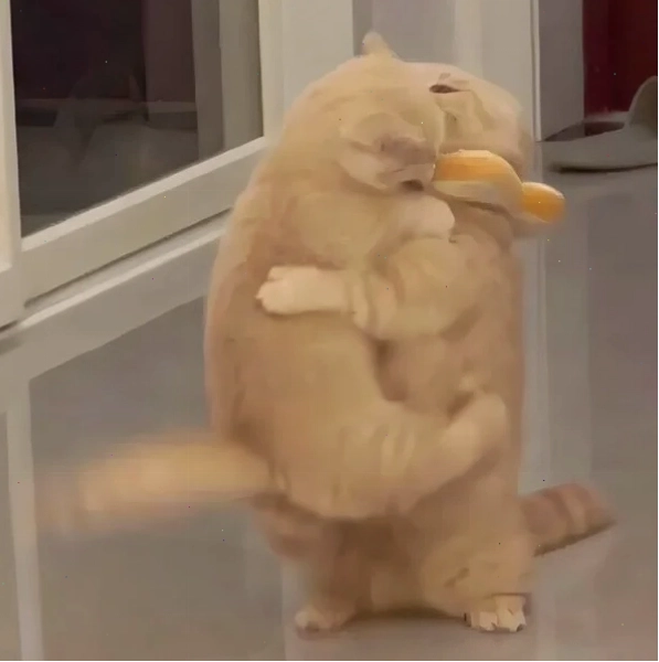 Meme mèo ôm nhau