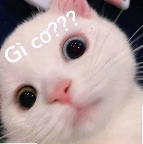 Meme mèo với ánh mắt khó hiểu nhìn vào màn hình