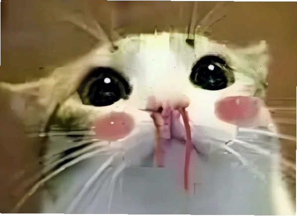 Meme phụt máu mũi dí dỏm