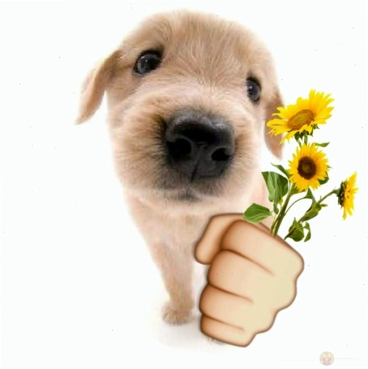 Meme tặng hoa hướng dương tràn đầy năng lượng