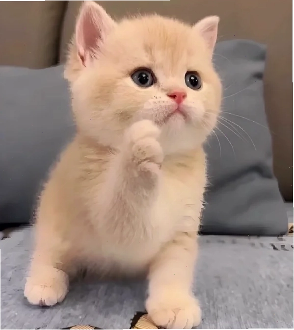 Meme thắc mắc 2 thể hiện sự suy tư