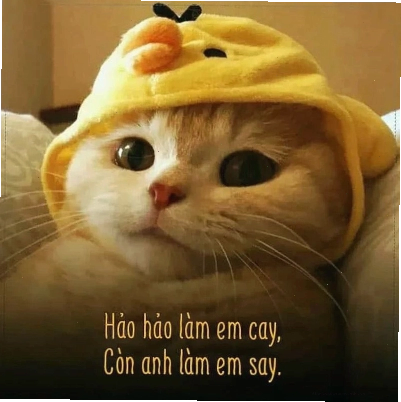 Meme tình yêu thể hiện sự quan tâm và lo lắng
