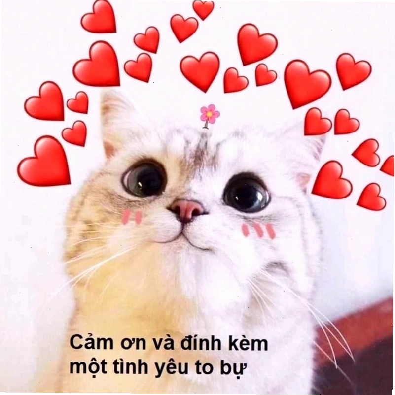 Meme tình yêu với biểu cảm đáng yêu của động vật